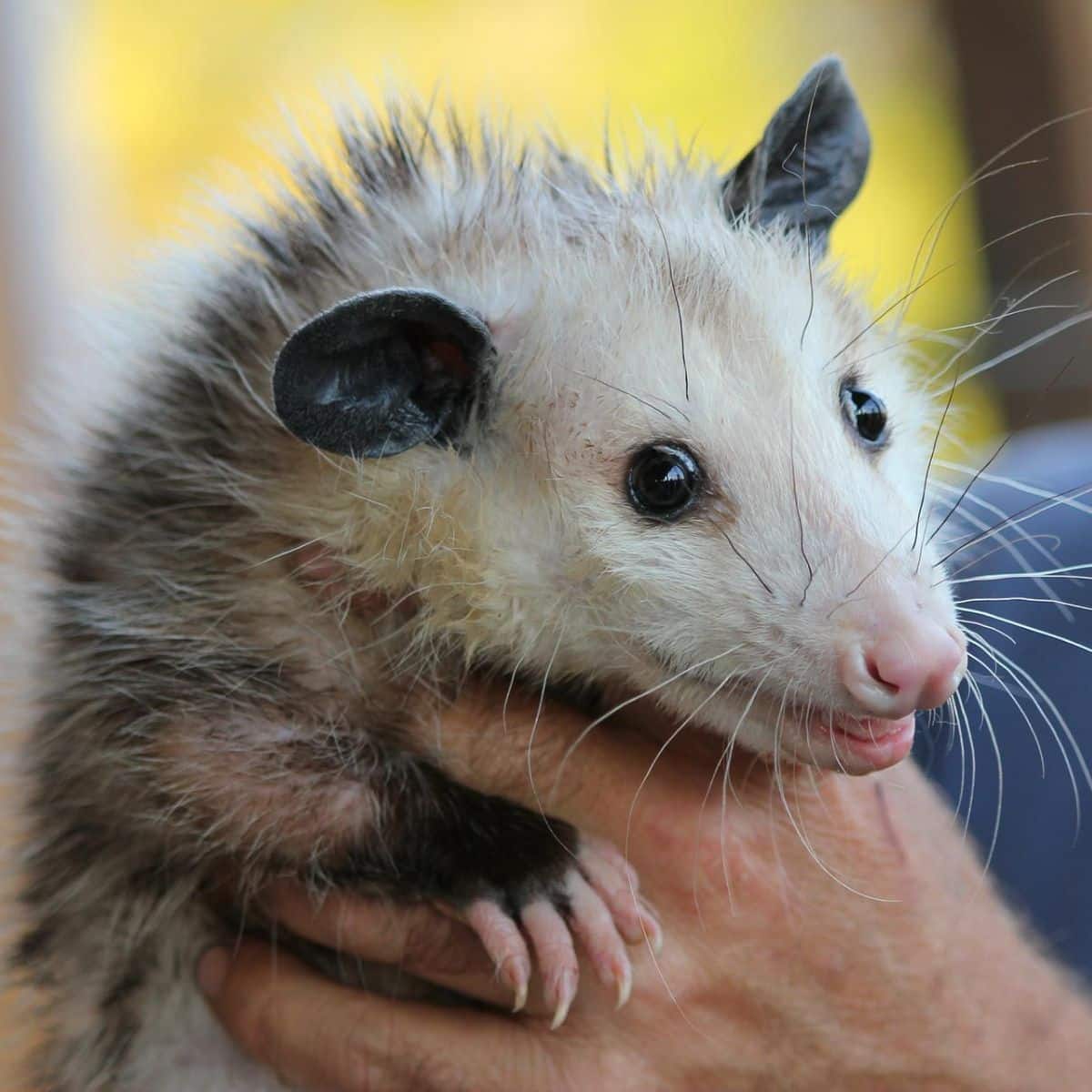possum